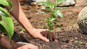 How aware are you of the benefits of afforestation and reforestation in combating climate change?